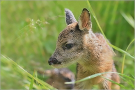<p>SRNEC OBECNÝ (Capreolus capreolus) Šluknovsko - Jiříkov (European roe deer / Europäisches Reh</p>